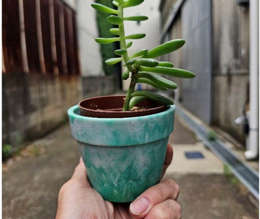 5 プランターカップ(多肉植物セット)【10個アソート】